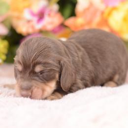 Cavalli - Chocolate and cream male Dachshund puppy in Neosho, Missouri from A Walk In The Park