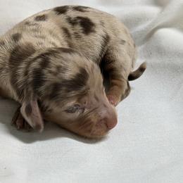 Jade - Dapple female Dachshund puppy in Sonora, Kentucky from Maple Hill Miniature Dachshunds