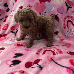 Sunny - Red  male Poodle puppy in Bakersfield, California from Underground kennels