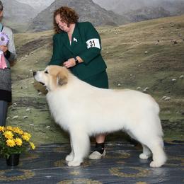 Dachshunds and Great Pyrenees from Pyradox