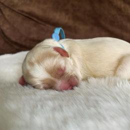 Boy 3 - Buff and white male Cockapoo puppy in Bedford, Iowa from Our Father’s Doodles