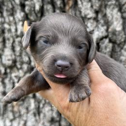 River - Blue and tan male Dachshund puppy in Bentonville, Arkansas from Boujee Buns Dachshunds