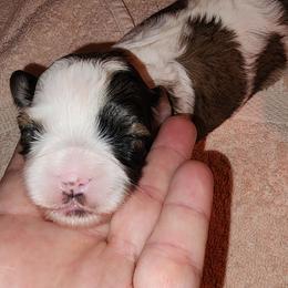 Joy - Brindle and white female Shihpoo puppy in Hertford, North Carolina from Heaven Sent Shihpoo's