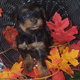 PIXIE - female Yorkipoo puppy in Palmdale, California from J Designer Puppies