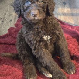 Bernedoodle, Labradoodle, and Newfypoo Puppies from Small Town Doodles & Poodles