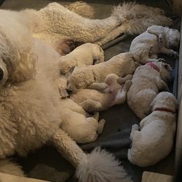 Poodle All Grown Up from Purley Poodles