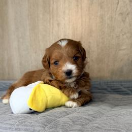 Biscuit - Apricot male Maltipoo puppy in Tolono, Illinois from The Golden Rule Doodles