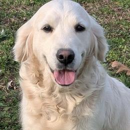 Cozette - Light golden female Golden Retriever puppy in Walnut Grove, Missouri from Forever Your Puppies
