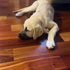 Anatolian Shepherd Dog and Vizsla Puppies from Royal Kennels