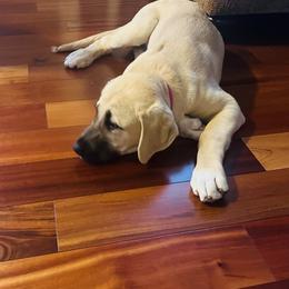 Anatolian Shepherd Dog and Vizsla Puppies from Royal Kennels