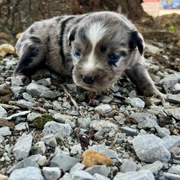 Latte - Blue merle female Miniature Australian Shepherd puppy in White Plains, Kentucky from Garrett’s Ridge Farm