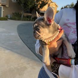 Baby girl 2 - Tricolors female French Bulldog puppy in Eastvale, California from Bully Mates