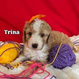 Trina - Apricot female Goldendoodle puppy in Cordova, Tennessee from TrueLine kennels