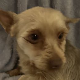 Companion Crosses, Pomeranians, Yorkipoos, and Yorkshire Terriers from Canines  Unlimited