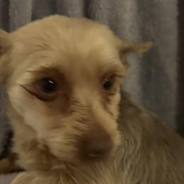 Companion Crosses, Pomeranians, Yorkipoos, and Yorkshire Terriers from Canines  Unlimited