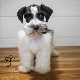 Iggy - Parti male Miniature Schnauzer puppy in Diamond Valley, Utah from JoJo's Schnauzers