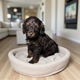 Bruno - Black and tan male Cockapoo puppy in Mapleton, Utah from Megan Roach's Cockapoos, Cavapoos and Aussiedoodles