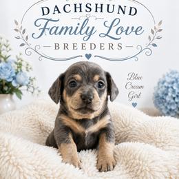 Blue Angel - Blue and cream female Dachshund puppy in Chino Valley, Arizona from Dachshund Family Love Breeders