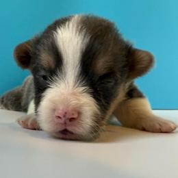 Slate ( Bluie) - Gray and white male American Corgi puppy in Scottown, Ohio from Wyndy Ridge Corgis