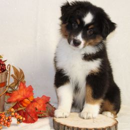 Miniature American Shepherd Puppies from Lone Pine Miniature American Shepherds