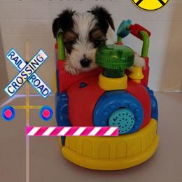 Lacey's Blue Boy - Parti male Yorkshire Terrier puppy in Inverness, Florida from Luvayorkie&more
