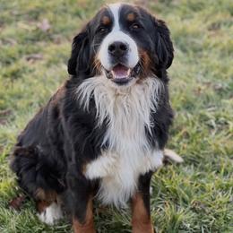 Betty - Bernese Mountain Dog