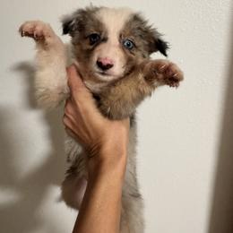 Australian Shepherd and Miniature American Shepherd Puppies from Autumn Fall Aussies