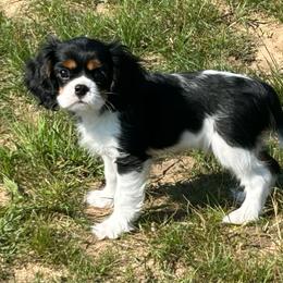 Male Tri - Tri-color male Cavalier King Charles Spaniel puppy in Traverse City Area, Michigan from Kingslee Kennels