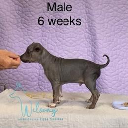 Swifty - Black brindle and white male American Hairless Terrier puppy in Smith Center, Kansas from Wilsong Kennel