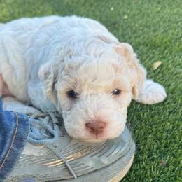 Puppy 1 - Brown roan male Lagotto Romagnolo puppy in Taft, Tennessee from Dolce Bosco Lagotto