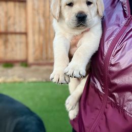 Double Doodle and Labrador Retriever Puppies from Hansen Pups