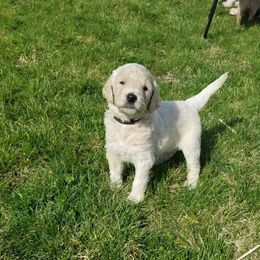 Goldendoodle Puppies from Masondixondoodles