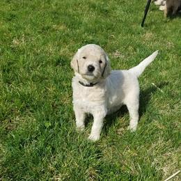 Goldendoodle Puppies from Masondixondoodles