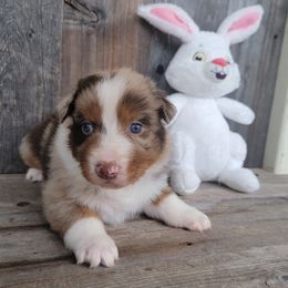 Red merle male - Australian Shepherd puppy in Grants Pass, Oregon from Kehlani Kai Aussies