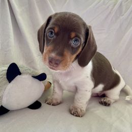 Dachshund Puppies from Welden’s Miniature Dachshunds