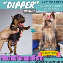 Yorkshire Terrier Puppies from Mischief Managed Farm