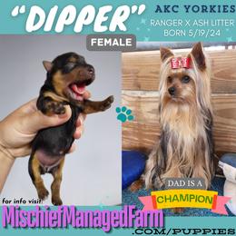 Yorkshire Terrier Puppies from Mischief Managed Farm