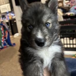 Mittens - Agouti and white female Siberian Husky puppy in Pensacola, Florida from Nancy Barger's Siberian Huskies
