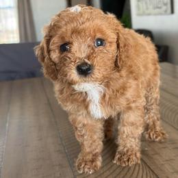 Nutmeg - male Cavapoochon puppy in Mt. Pleasant, Iowa from Platinum Premier Puppies