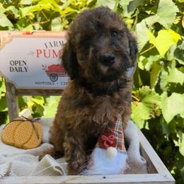 Brie - Sable female Bordoodle puppy in Canfield, Ohio from Poo's Doo's & Inu's