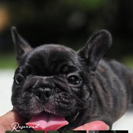 Green boy - Brindle male French Bulldog puppy in Polk City, Florida from Best Friend Frenchies, LLC