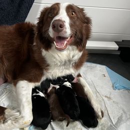 Border Collie puppies from Pineview Farm