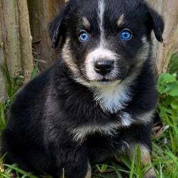 Poco - Black tri-color male Australian Shepherd puppy in Irmo, South Carolina from Australian Shepherds of Triple S Farms