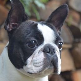 Boston Terriers from Stacie Zibel