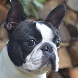 Boston Terriers from Stacie Zibel