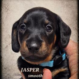 Jasper - Black and tan male Dachshund puppy in Blair, Oklahoma from North Fork Doxies-Okla