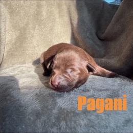 Pagani - Chocolate female Labrador Retriever puppy in Lucasville, Ohio from Backwoods Labradors