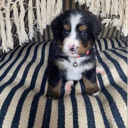 Bernese Mountain Dog Puppies from Blue Ridge Bernese
