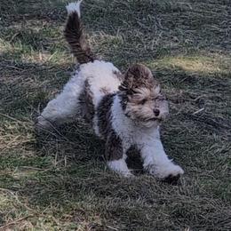 Australian Labradoodle Puppies from Golden Xpress Labradoodles