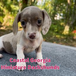 Tiny Isabella Dappled Piebald Girl - Fawn (isabella) and tan female Dachshund puppy in Brunswick, Georgia from Coastal Georgia Miniature Dachshunds